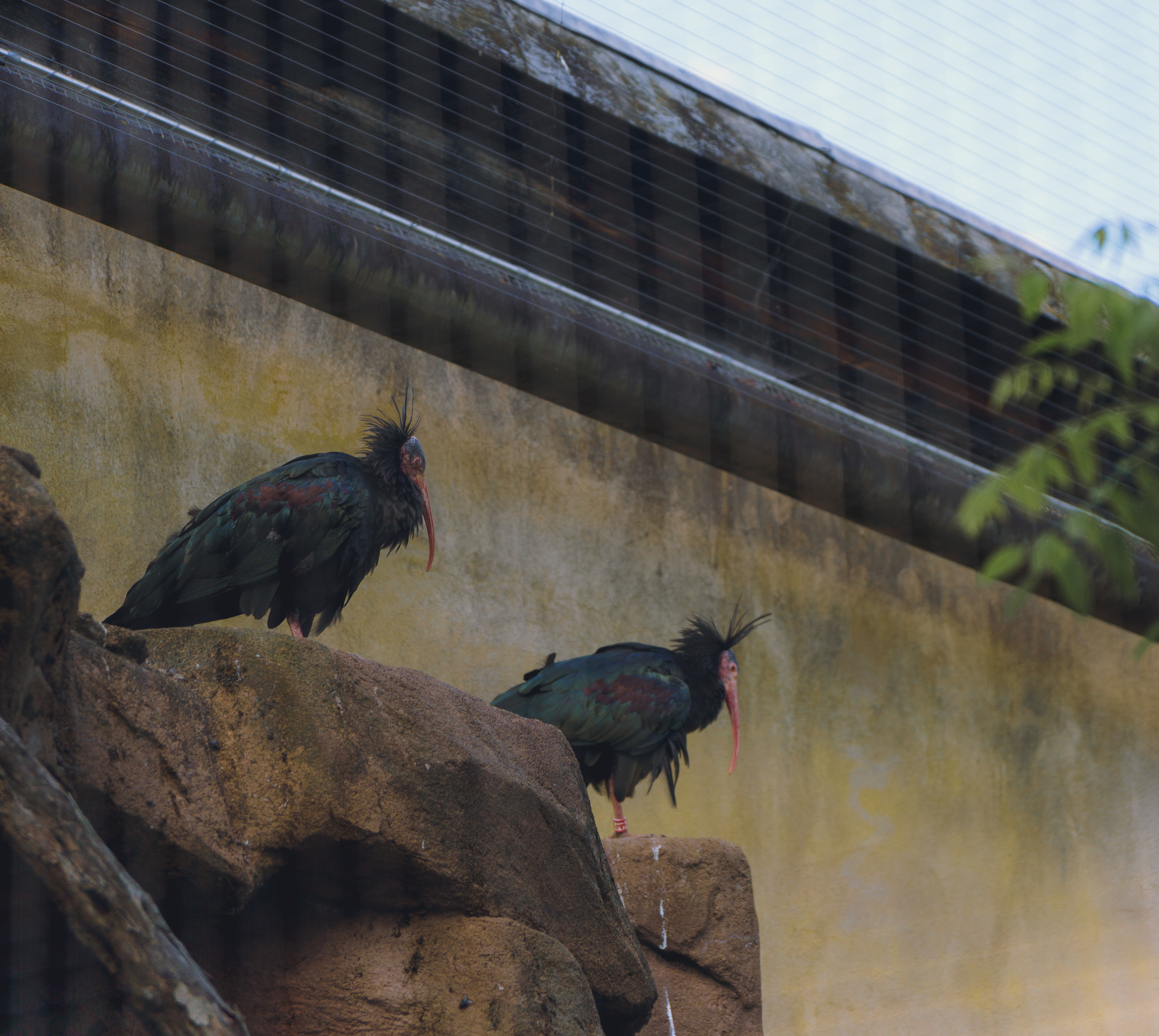 2 Northern Bald Ibis